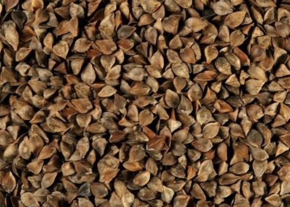 Gryka miododajna poplon oraz pasza