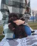Роскошный меховой карапуз Toy Poodle насыщеного коричневого тона. Киев