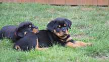 Rottweiler szczeniak samiec rezerwacja