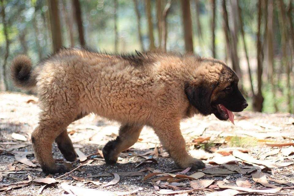 Cachorro Serra da Estrela com Lop e Afixo