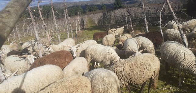 Vendo  5 ovelhas  raça  bordaleira