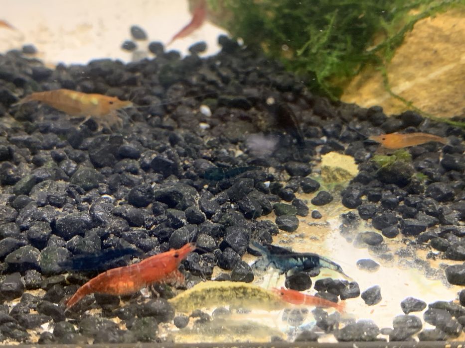 Krewetki akwariowe Neocaridina MIX kolorów