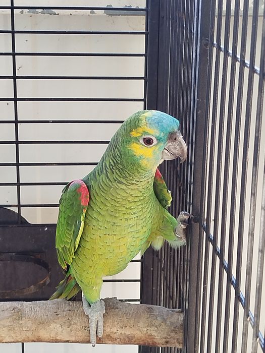 Amazona aestiva aestiva