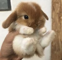 Coelhos anões mini Lop(orelhudos) belier lindíssimos