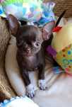 Czekoladowa dziewczynka Chihuahua ** CANDY **