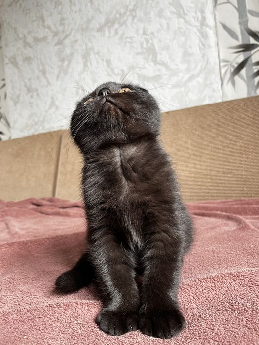 Шотландский вислоухий котенок (мальчик)