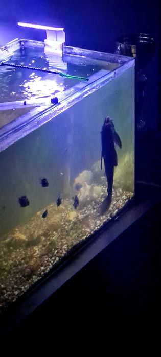 Glonojad zbrojnik 18,20cm!