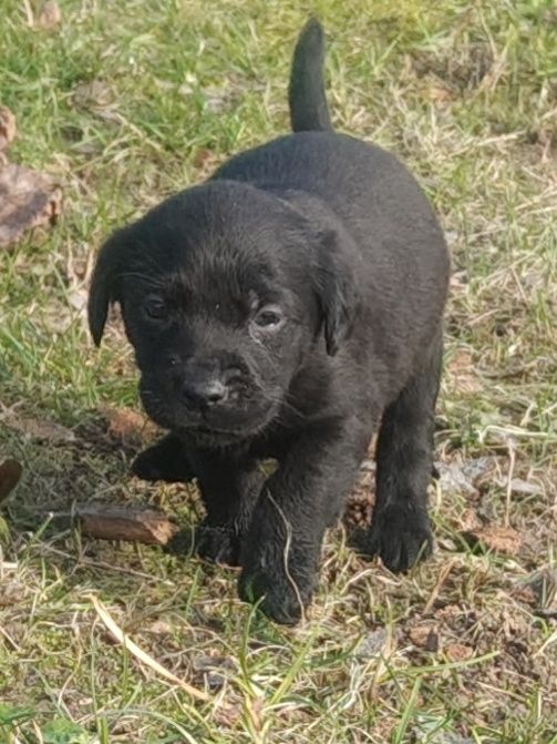 Szczenięta Labrador
