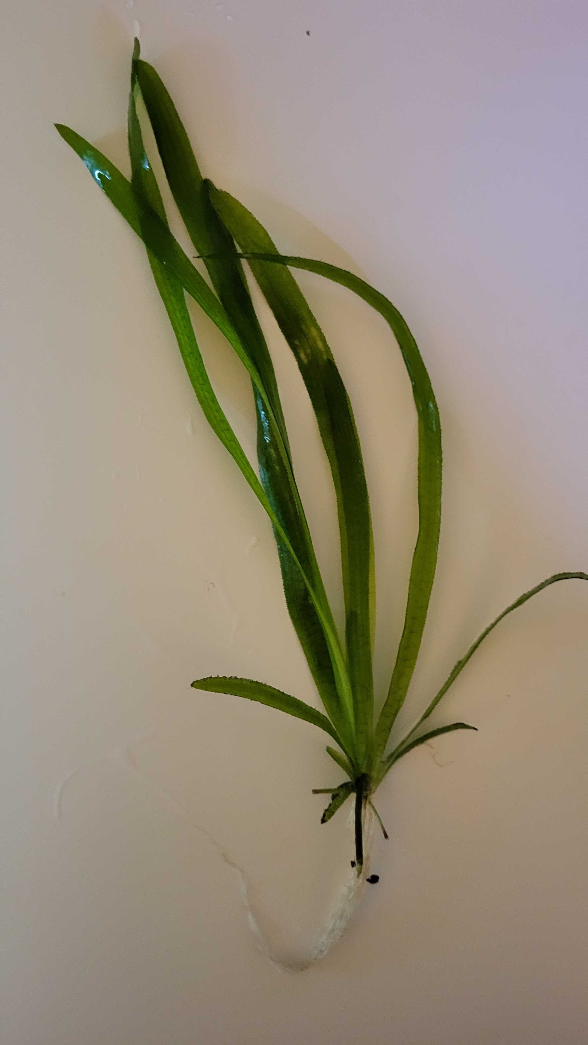 Rośliny Akwariowe - Nurzaniec (Vallisneria spiralis)