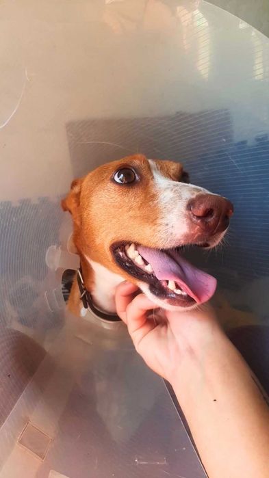 Cão podengo para adoção responsável
