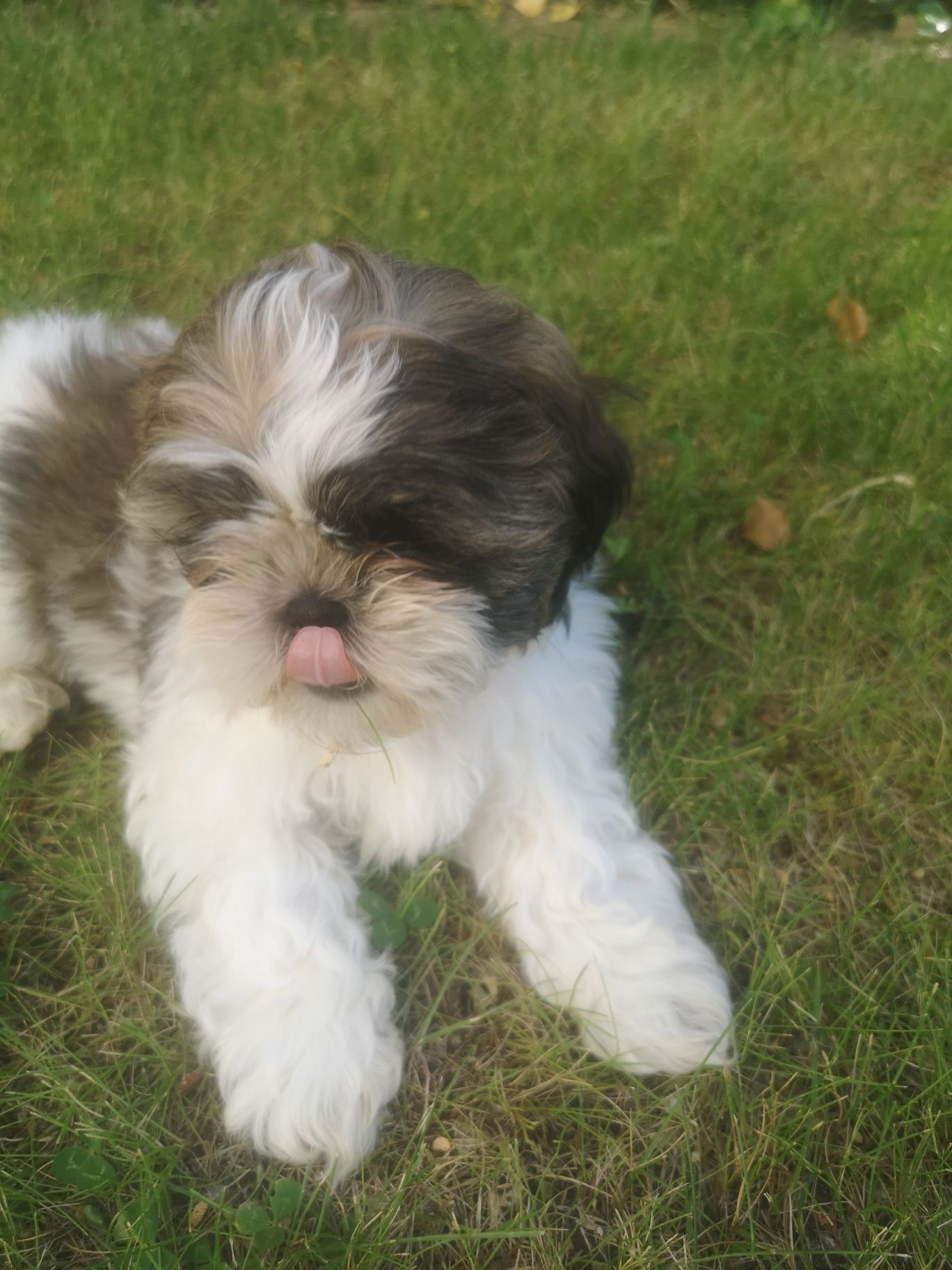 Szczeniaczek Shih-tzu.