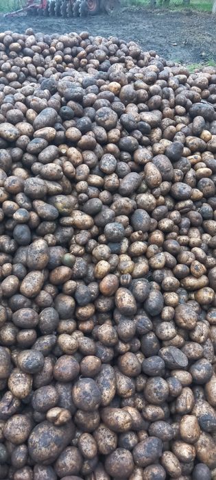 Ziemniaki paszowe dla zwierząt