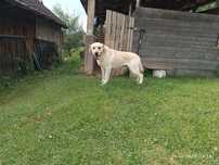 Sprzedam psa rasy labrador-reproduktor