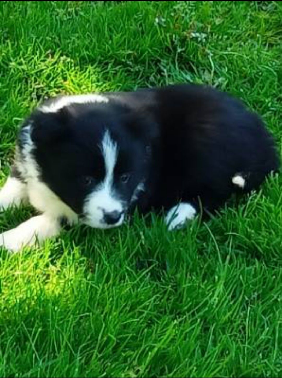 Border collie ZKwP FCI suczka czarno biała