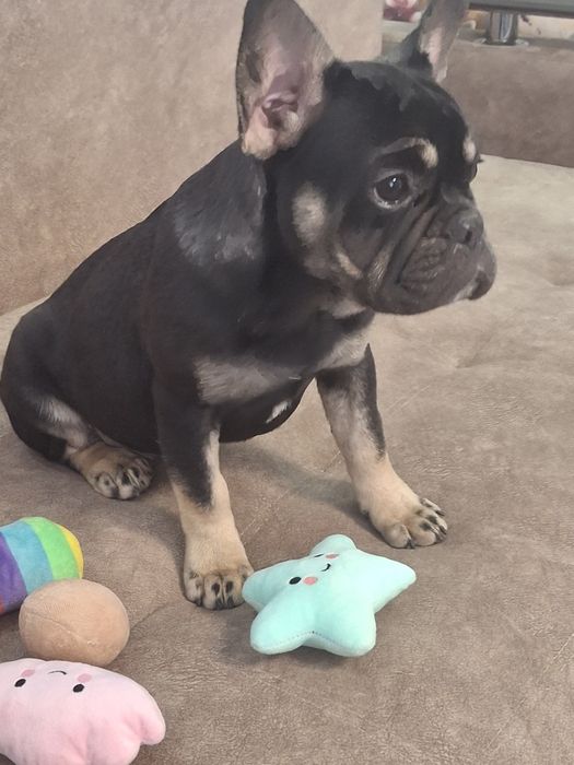 Французький бульдог