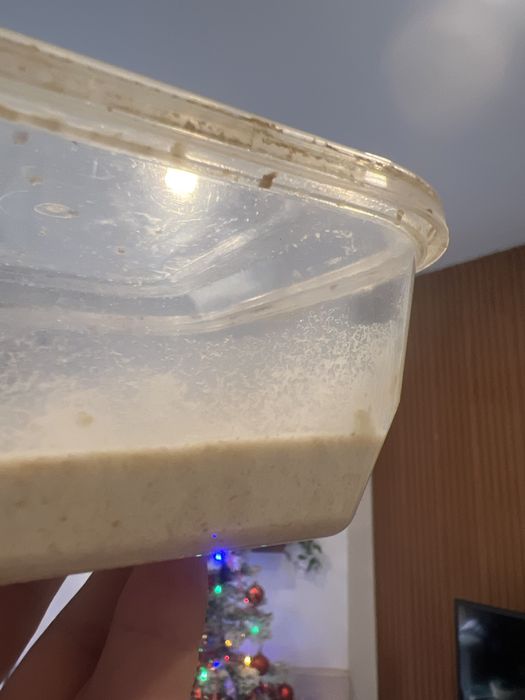 Alimento vivo para peixes - microvermes de aveia