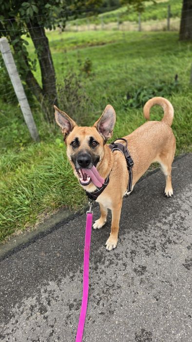 Stanley duży łagodny piesek