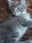 Kocurek Maine Coon