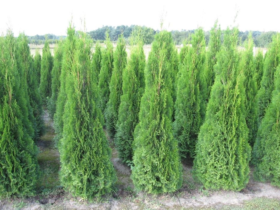 Thuja tuja smaragd szmaragd stożkowa do 250cm