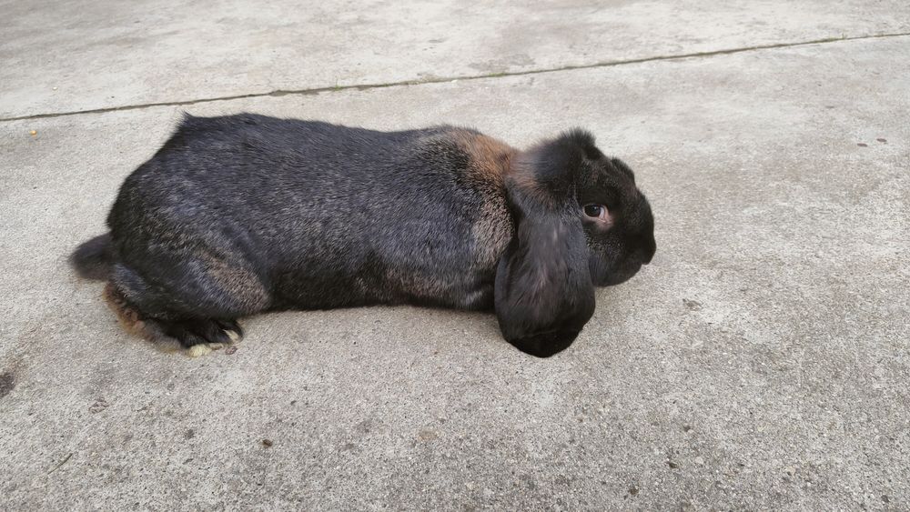 Sprzedam króliki rasy Baran Francuski