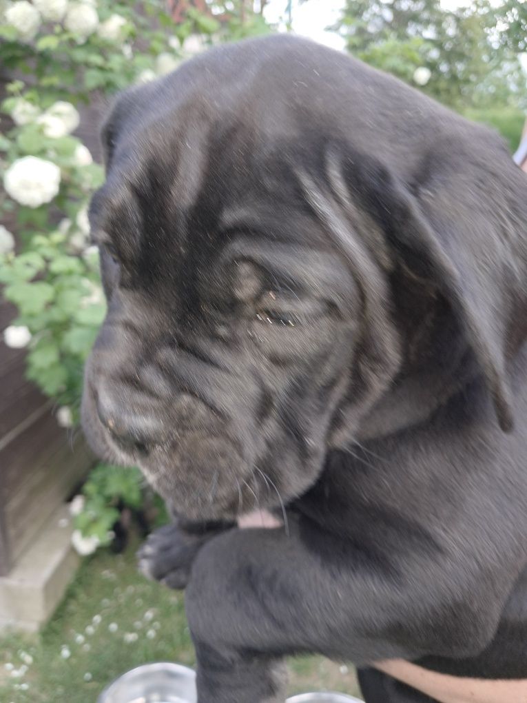 Cane corso suczka