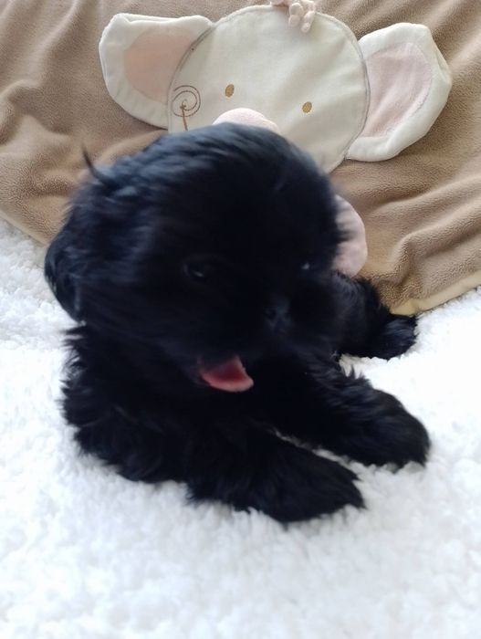 Czarny piesek Shih Tzu