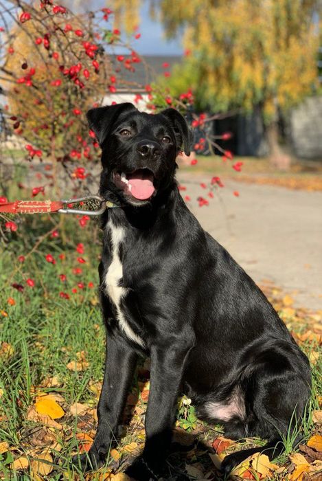 Метис лабрадора в пошуках родини