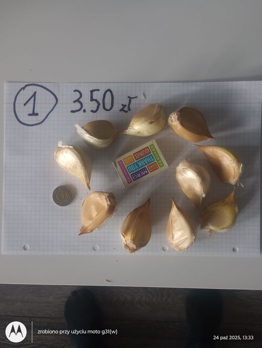 Czosnek słoniowy , gigant