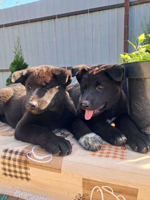 Американська Акіта