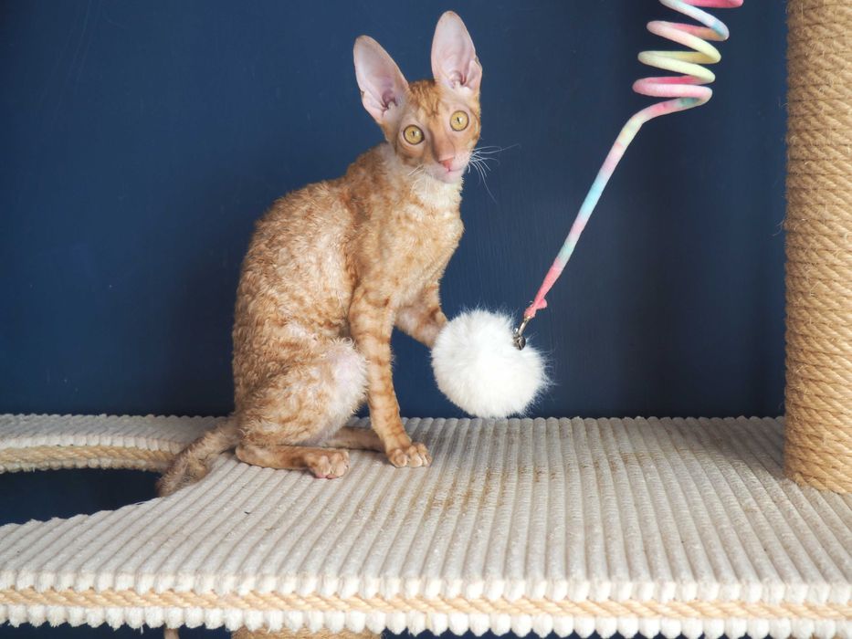 Cornish Rex Twój najlepszy przyjaciel