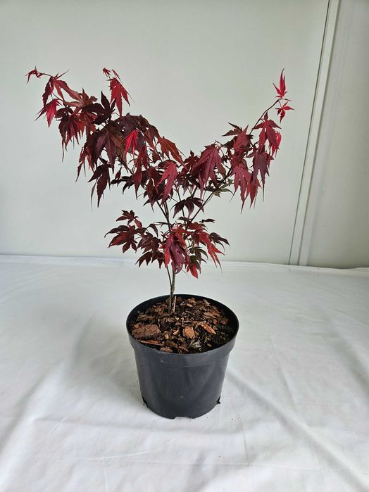 Klon palmowy bonsai ‘Bloodgood’ 45 cm donica 2L