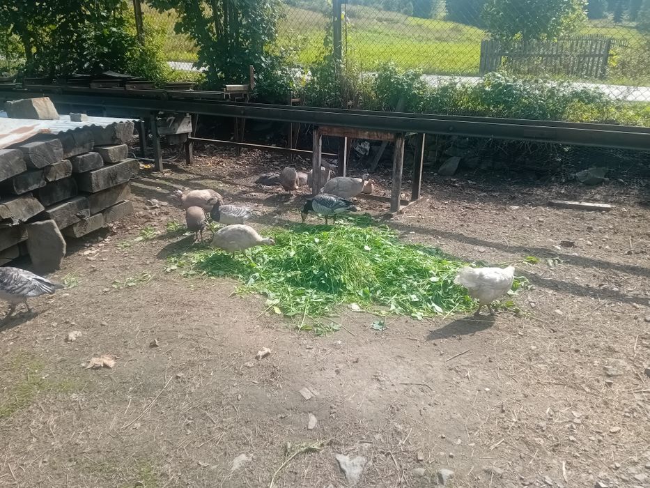 Biegus indyjski gąski bernikle