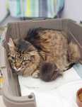 Кот Мурчик ищет дом, 12 лет, кастрирован