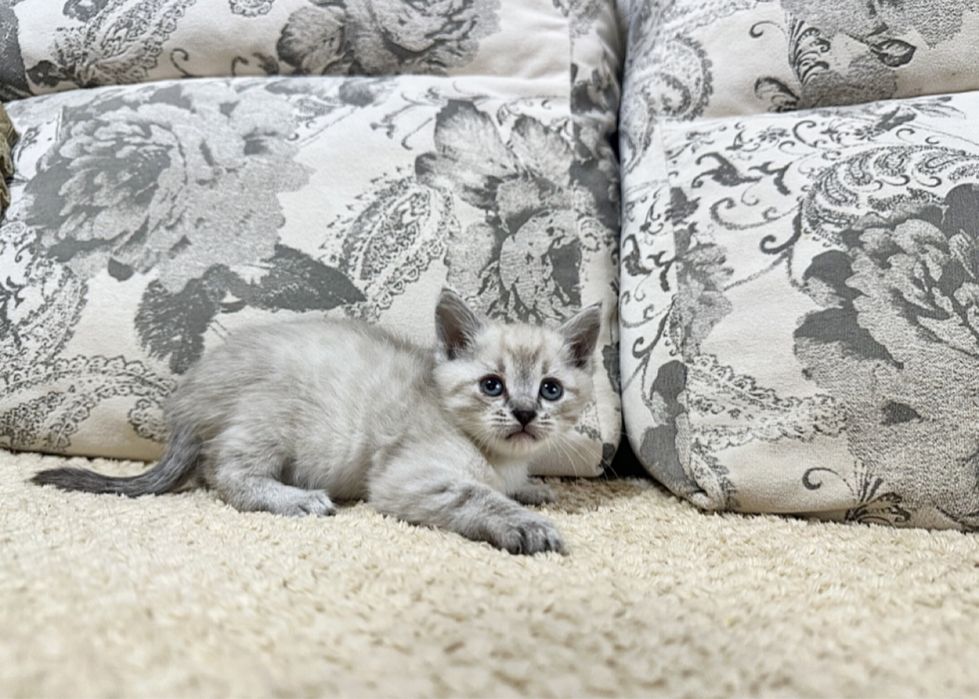 Преданный друг для вашей семьи)