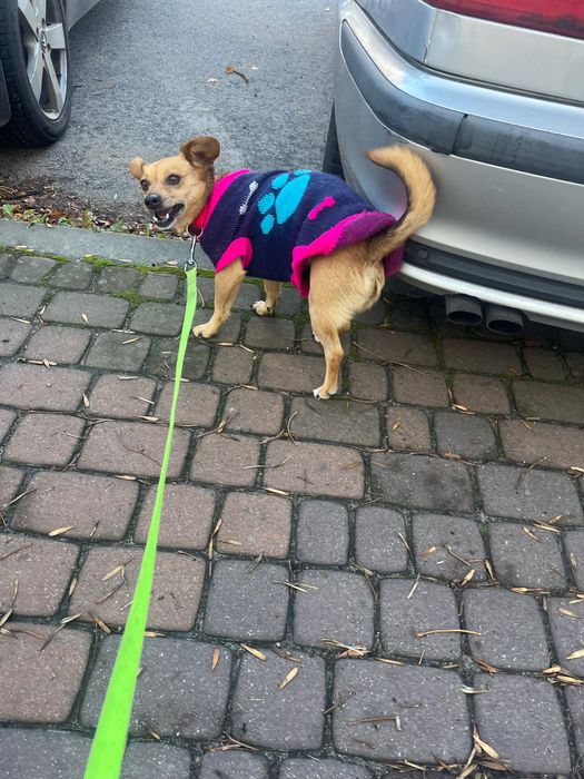 Nutka szuka nowego domu