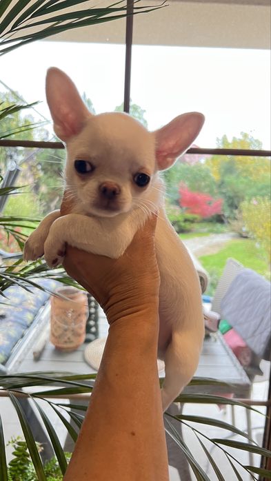 Chihuahua  FCI piekny chłopczyk REZERWACJA