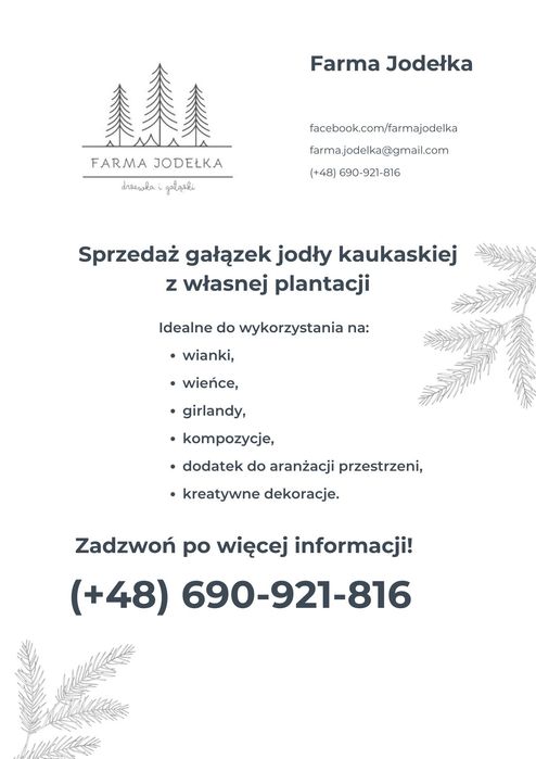 Jodła kaukaska gałązki (stroisz)