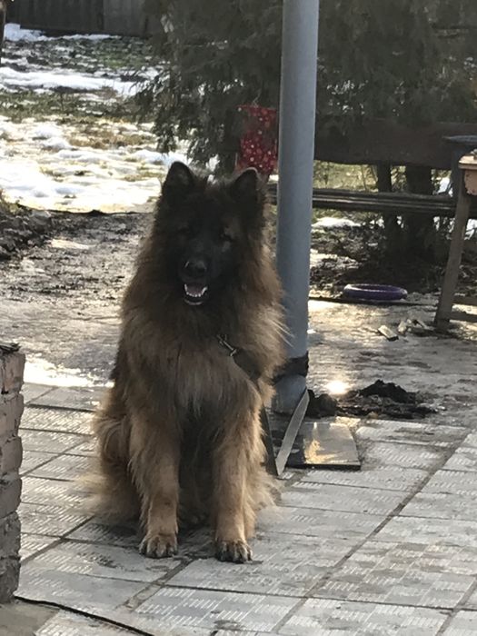 Вязка кабель немецкой овчарки