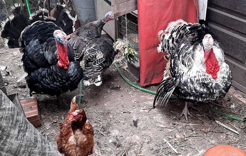 Vende-se perús machos e fêmeas, na zona de Mafra e Ericeira.