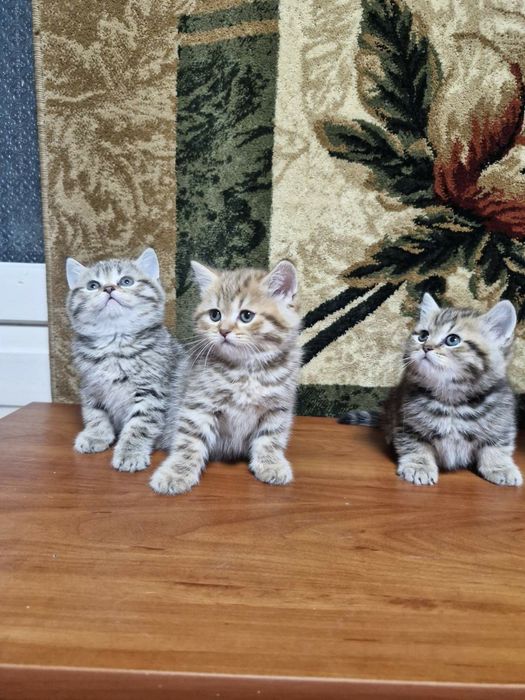 Продам шотландських котят