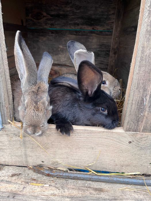 Młode króliki, urodzone w maju.