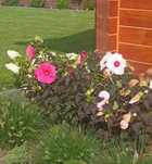 Hibiskus bagienny summerific 2szt