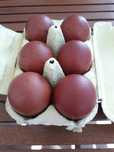 Ovos Marans e Malines disponiveis