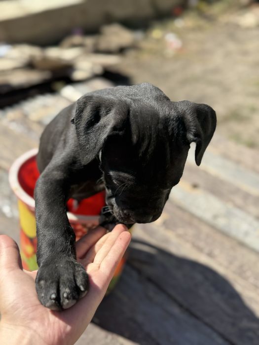 Кане Корсо 2 місяці