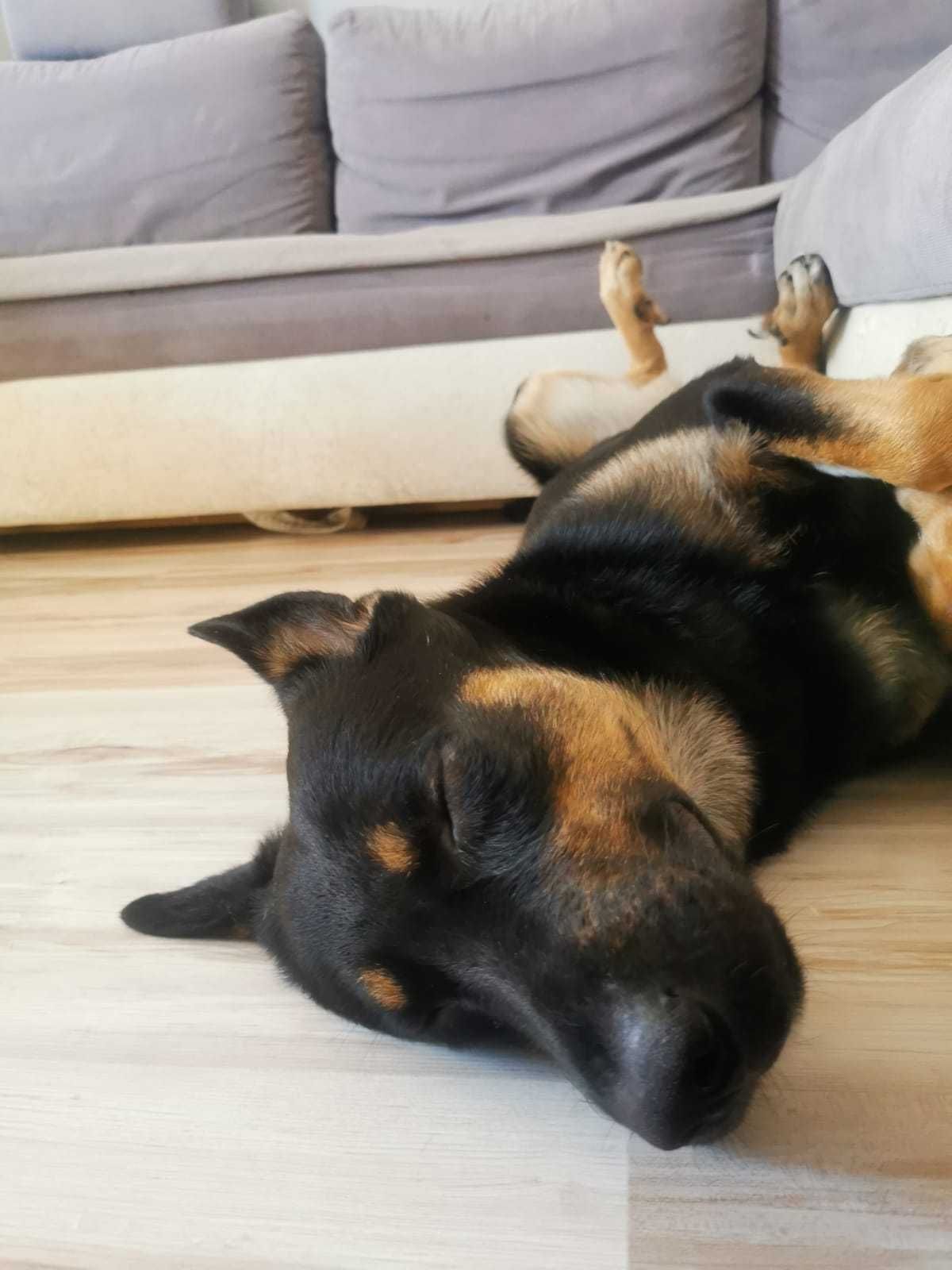 Jagger szuka domu. Roczny, energiczny - Kochający pies - Nie do budy