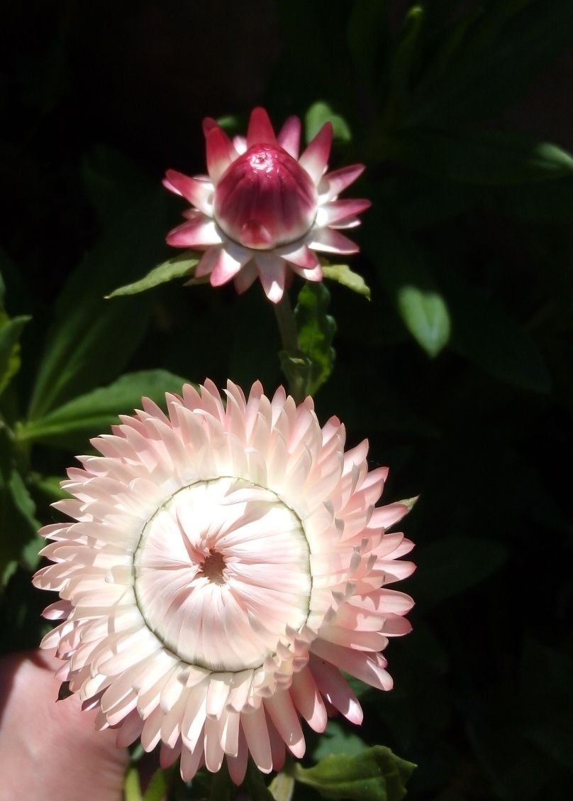 Flores de palha para plantar em jardim