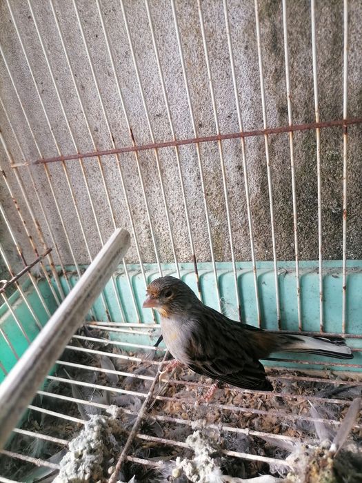 Vendo Canários Ágata