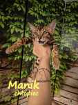 kot bengalski Kocurek bengalski MANIK wykastrowany  Bengal FPL/FIFe