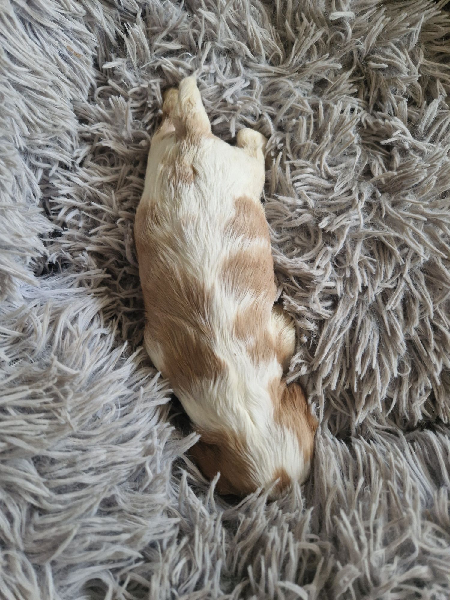 Cavalier piesek z rodowodem