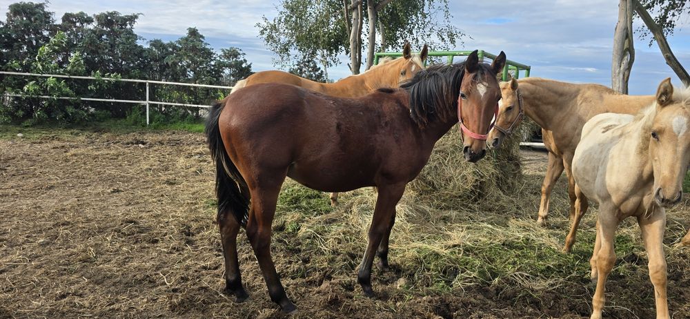 Ogier typ szlachetny gniady